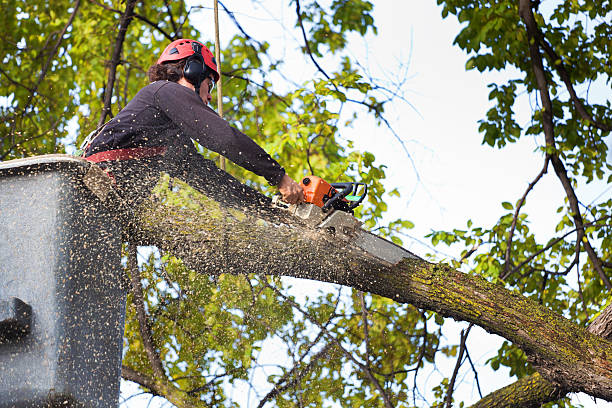 The Steps Involved in Our Tree Care Process in Cottondale, AL